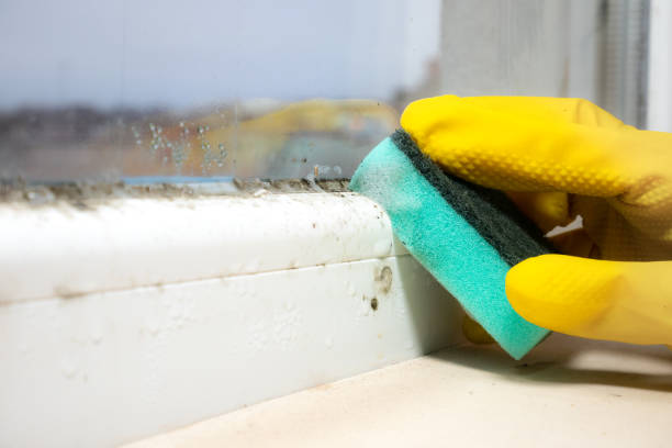Best Attic Mold Remediation in Burlington, ND