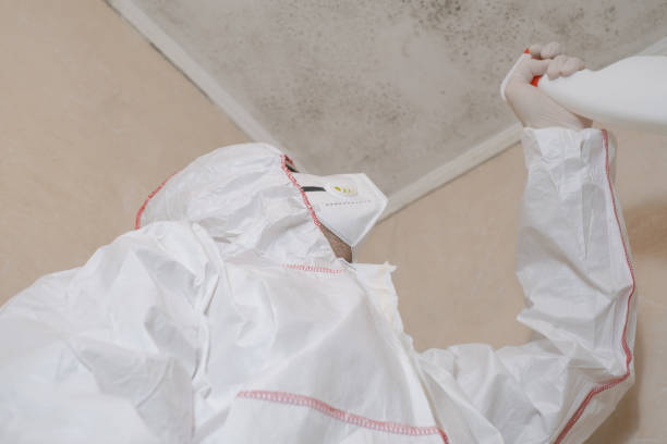 Best Post-Remediation Services in Burlington, ND