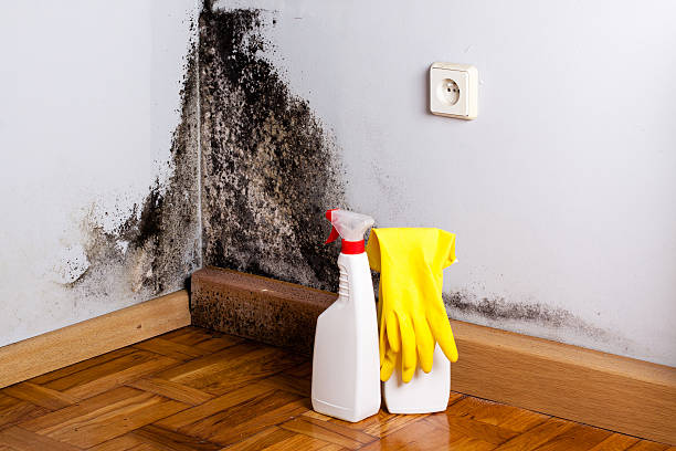 Best White Mold Remediation in Burlington, ND