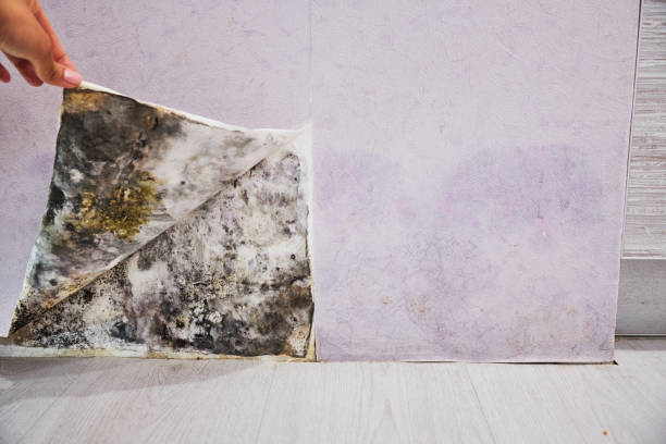 Best Bathroom Mold Remediation in Burlington, ND